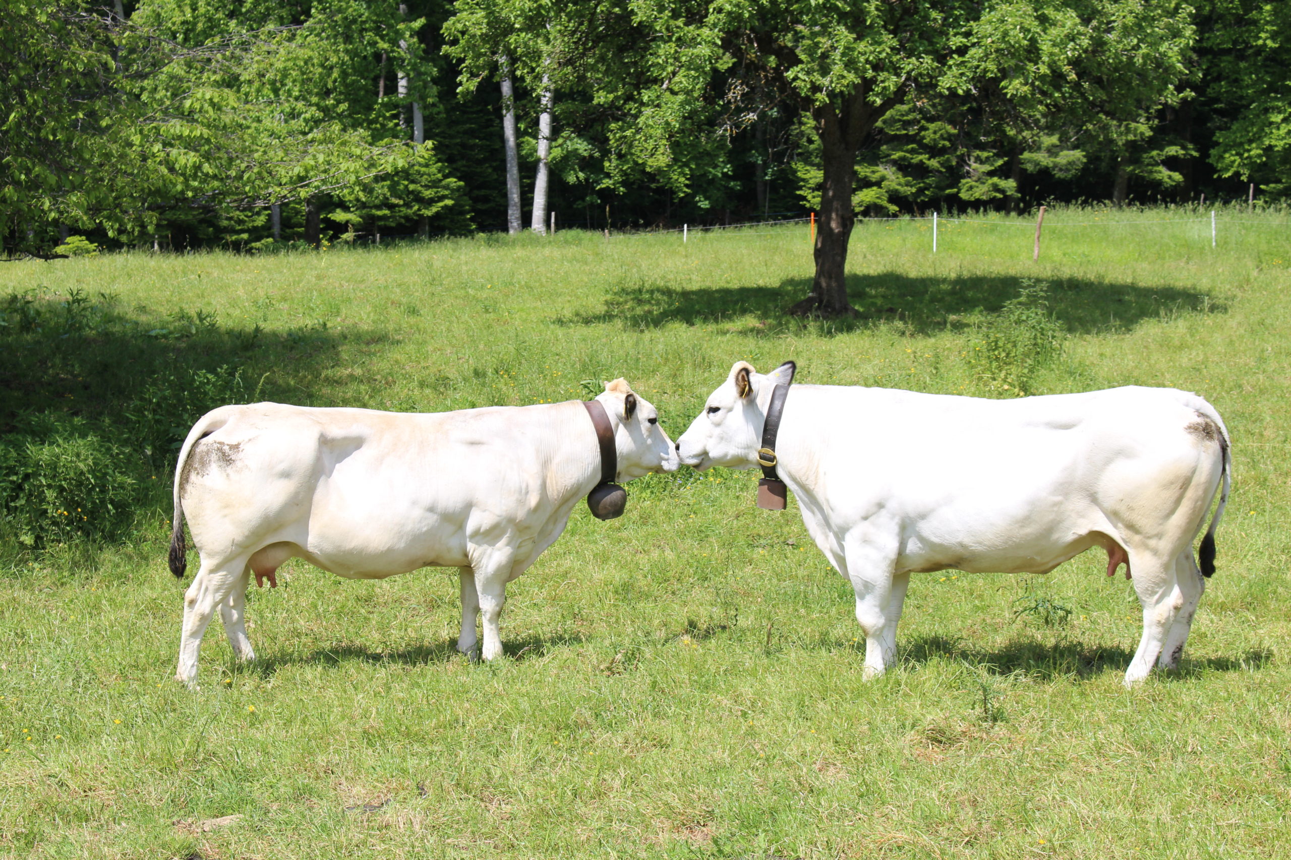 Vache piémontaise